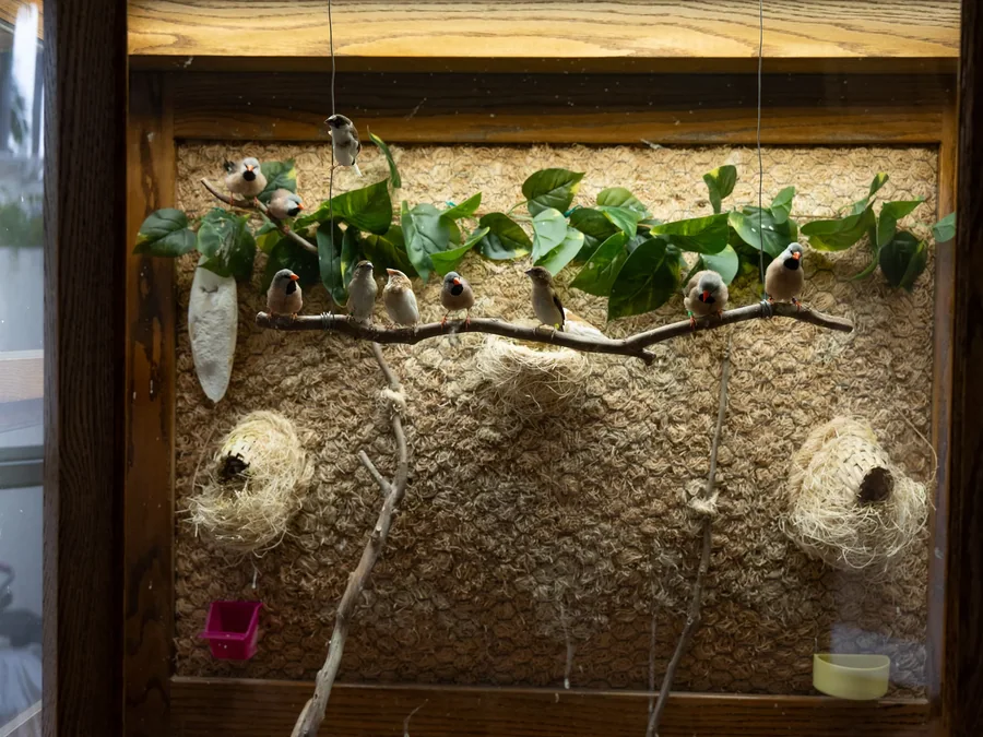 Finches in a naturalistic aviary with branches and nesting materials.